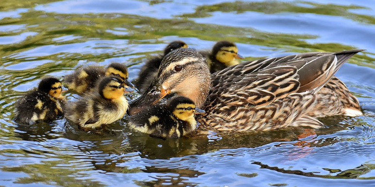 mallard-3572067_772_386