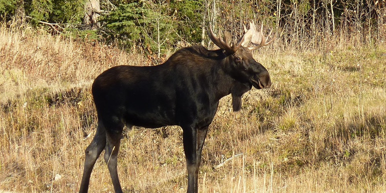 moose-1180557_772_386