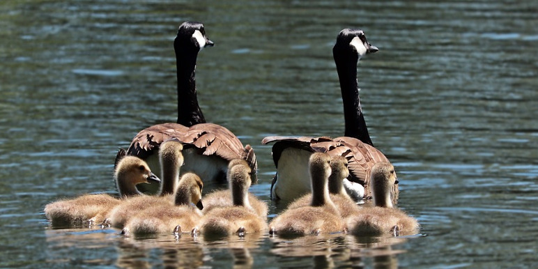 geese-2494952_772_386